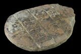 Fossil Horsetail (Calamites) in Ironstone - Illinois #136648-1